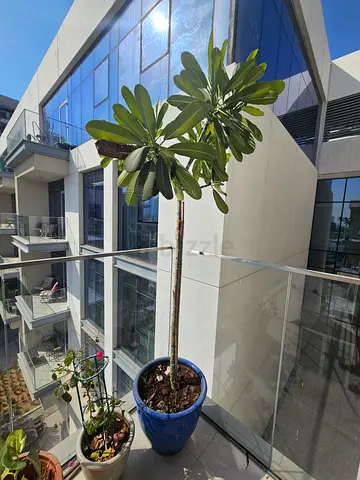 Collection of 4 outdoor potted plants (bugenbilia, Singaporean graveyard flower)