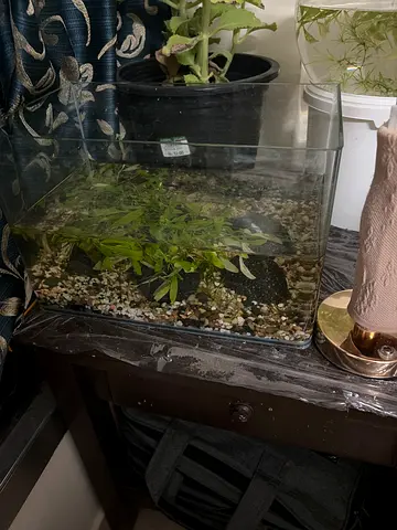 Small glass aquarium with gravel and live plants - ready setup