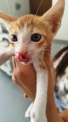 Young orange-and-white kitten looking for a home/ free  adoption