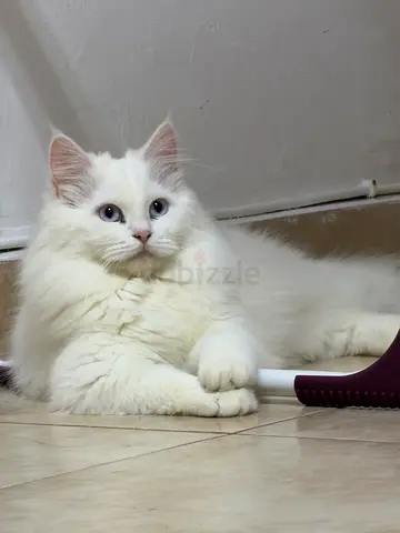 White persian with blue eyes