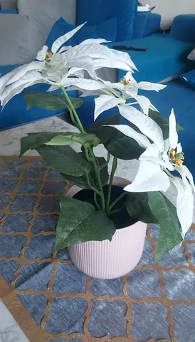 White Artificial Poinsettia Plant in Pink Pot