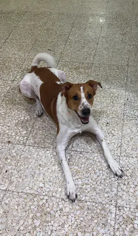 Family dog for free adoption