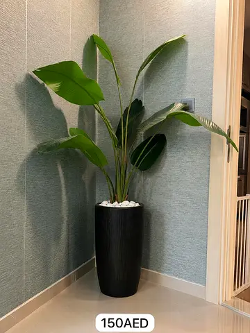 Large Indoor Bird of Paradise Plant in Tall Black Planter - Ready to Decorate