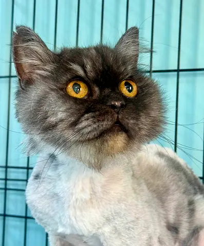 Gorgeous looking Male Cat, Angora breed, 13 years old, neutered, vaccinated and microchipped.