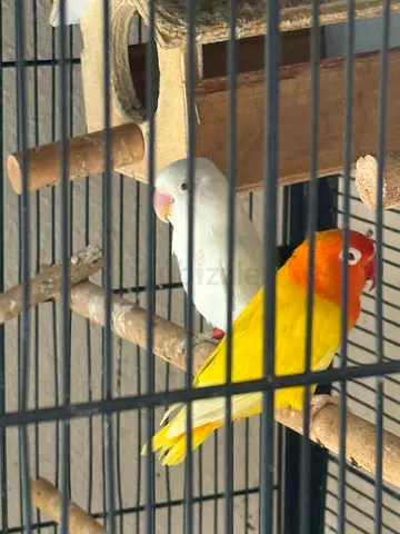 Birds