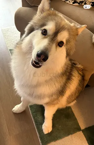 Husky for Adoption