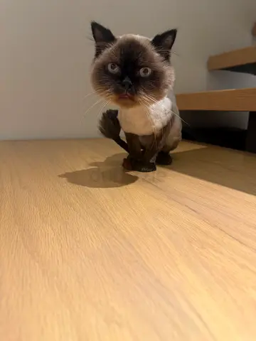 Cat for adoption