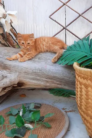 Kittens For Free Adoption