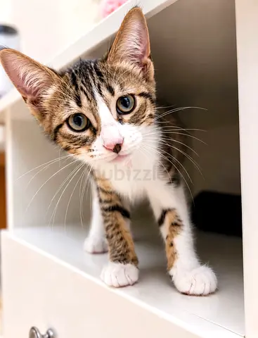 Kitten for Adoption