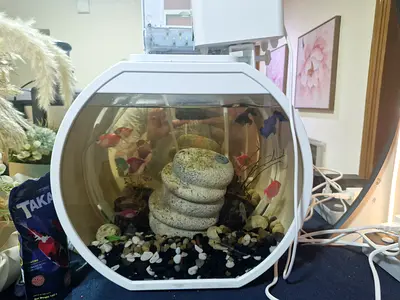 Small desktop aquarium with decorative stones and filter autometic feeder food.