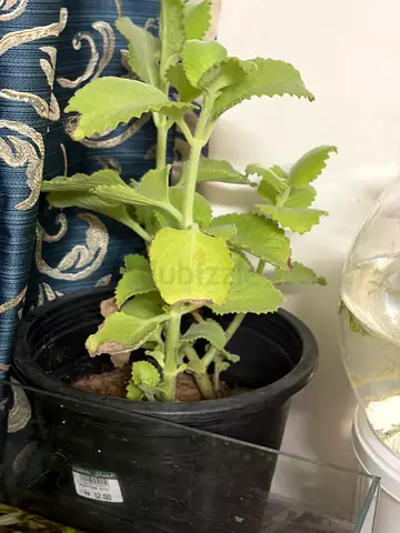Plectranthus/Spanish Thyme potted indoor plant - healthy cutting ready to replant