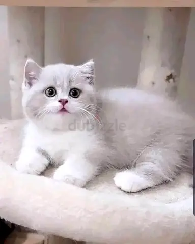 Munchkin kittens available.