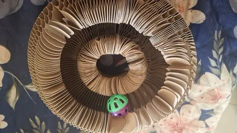 Cat toys