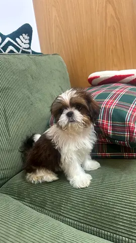 Puppies for adoption