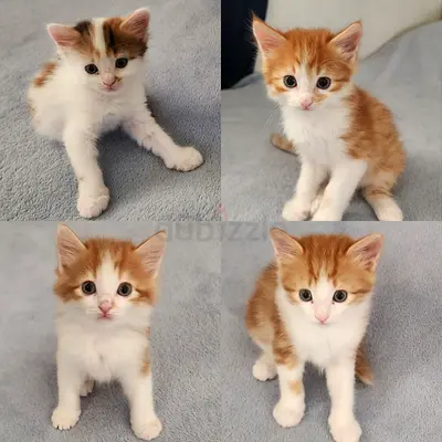 Four adorable kittens — playful and healthy, ready for a loving home....litter trained and friendly