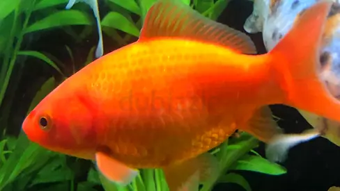 Red comet fish (10cm)