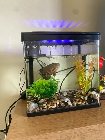 Aquarium with fish