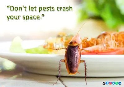Roaches prefer to live and breed indoors and most often found around residential and commarginal kit