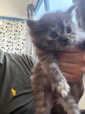 Kitten