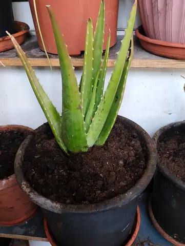 Healthy Aloe Vera Plant in Pot — Ready to Move