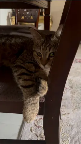 Young and Kids Friendly tabby cat available for adoption due to travel for— indoor, litter trained.