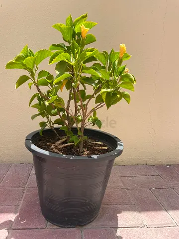 3 x Healthy Hibiscus Plant in Large Pot - Yellow
