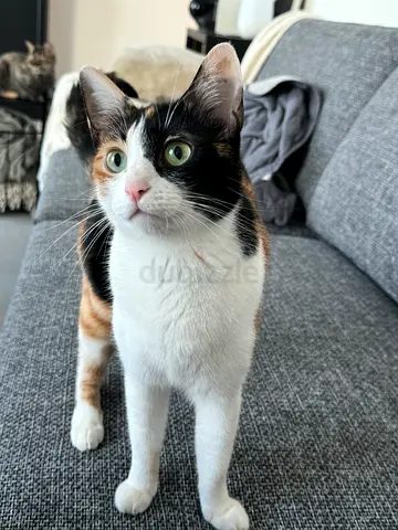 Domestic Cat