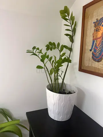 Plants with ceramic ikea pots