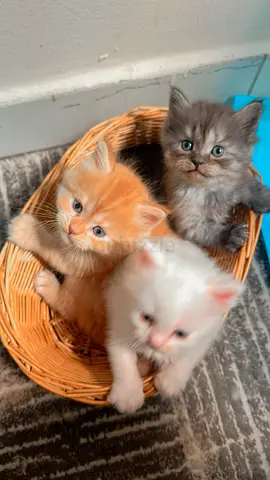 Three playful kittens looking for a home —