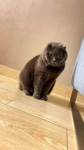 Friendly Scottish Fold Cat for adoption