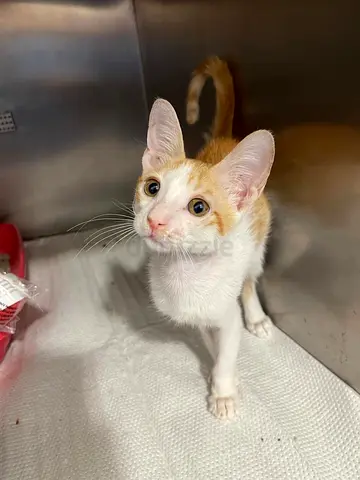 Cat for adoption