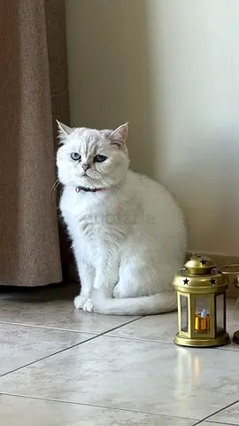 BRITISH SHORTHAIR FEMALE FOR ADOPTION