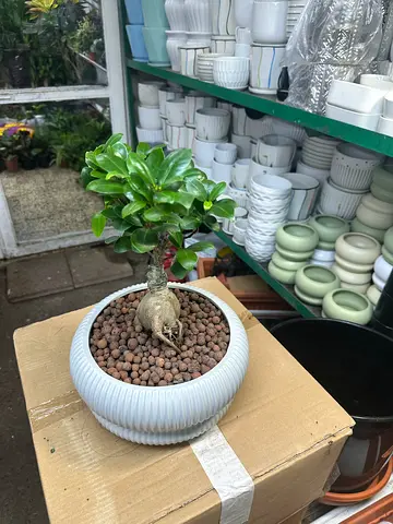 Bonsai plants