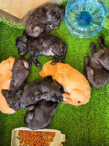 GOLDEN RETRIEVER PUPPIES