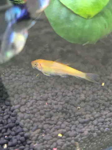 CHINESE ALGAE EATER Healthy Adult, Ready for Tank