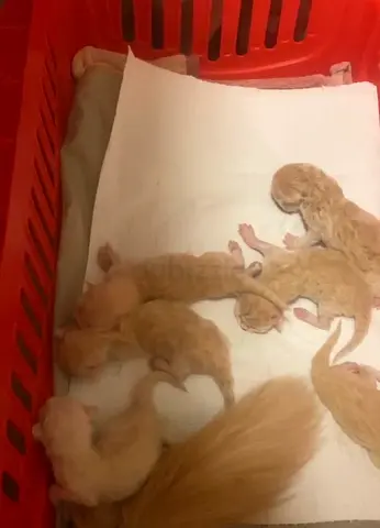 Newborn kittens available — 7 orange/cream kittens