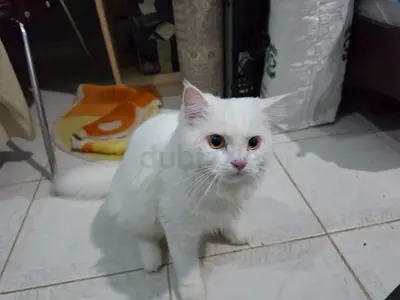 Cat for free adoption Turkish-Mixed (8 months old, Male)