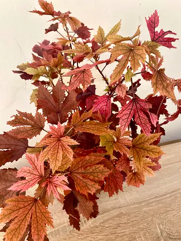 Maple Cranberry Hibiscus