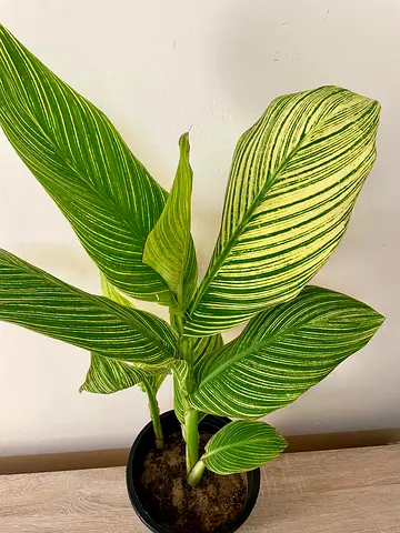 Canna lily