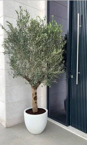 Mature Olive Tree in White Ceramic Pot — Ready for Indoor/Outdoor Use