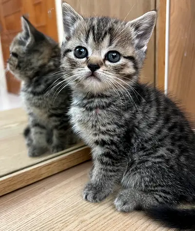 Scotish Fold and British Shorthair Kittens, 45 days old