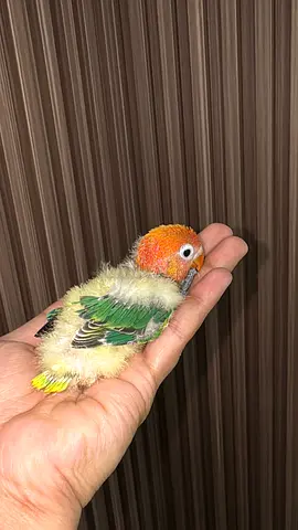 Fischer chick
