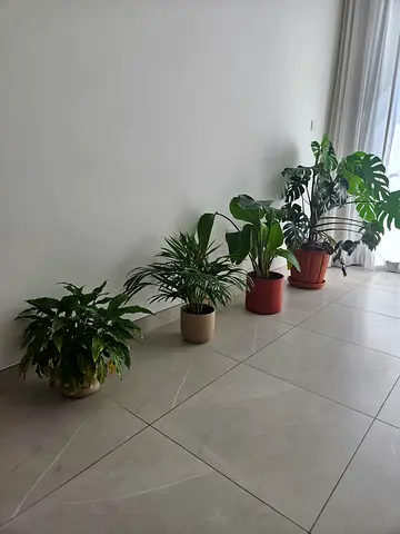 Collection of 7 indoor  outdoor potted plants (Monstera, Dracaena, Peace Lily
