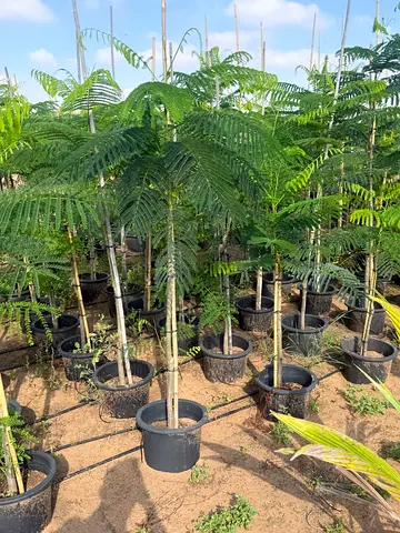 Potted Silk Tree (Albizia) Saplings — Healthy Shade Trees, Ready to Plant