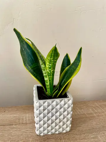 Sansevieria small with pot