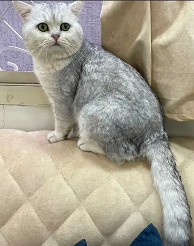 Meet Silver, a beautiful British Shorthair with a soft, elegant coat and calm, loving personality.
