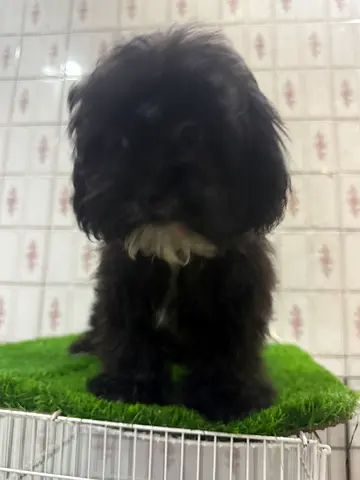 Maltipoo puppy