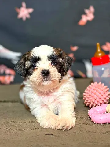 pet