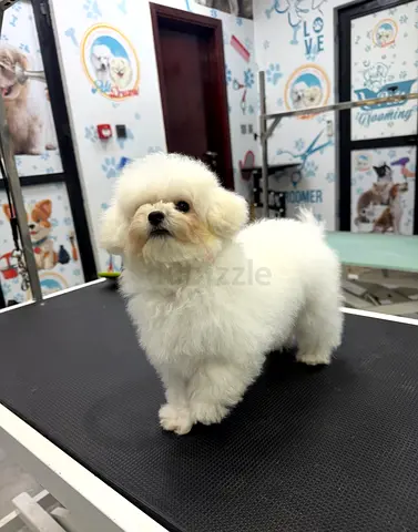 Bichon frise puppy
