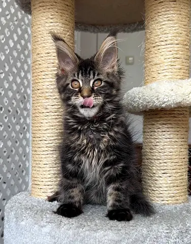 Mainecoon Kittens For Adoption